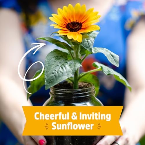 Back to the Roots Sunflower Organic Windowsill Planter Kit - Grows Year Round, Includes Everything Needed for Planting - Image 5