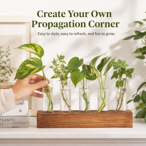 Renmxj Plant Propagation Station, 10 Glass Test Tube with Wooden Stand - Image 3
