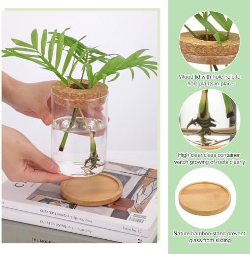 Honeydak 6 Pcs Plants Propagation Station Desktop Glass Propagation Round - Image 4