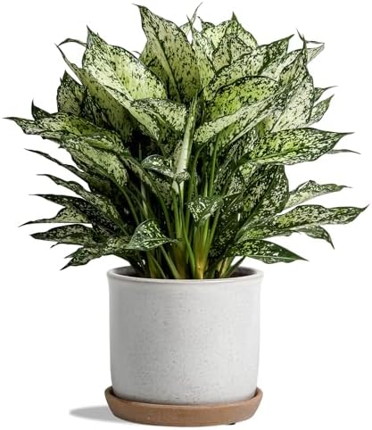 5.8 Inch Ceramic Planter with Drainage Hole & Bonded Saucer by Chubacoo