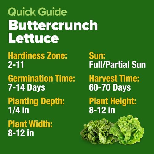 HOME GROWN Buttercrunch Lettuce Seeds, 1,975+ Seeds, Lactuca Sativa - Image 5
