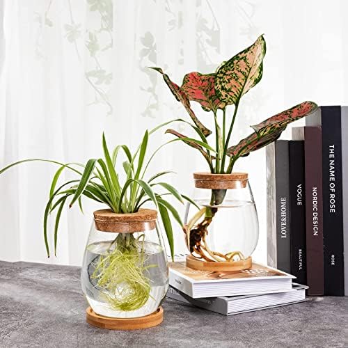 Biggun 2 Pcs Glass Plants Propagation Stations for Home Office Decor - Image 3