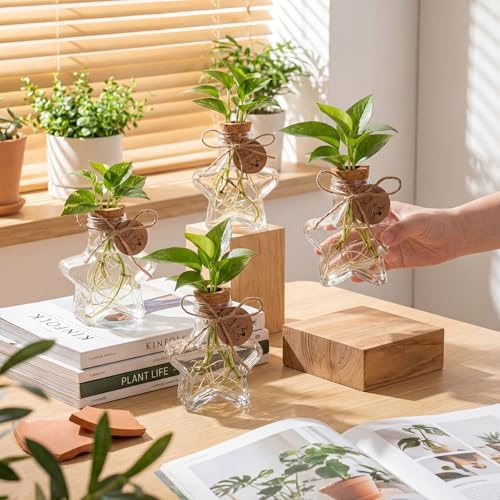 24 Pack 3.74'' Star Plastic Plant Propagation Stations with Hole Lid - Image 3