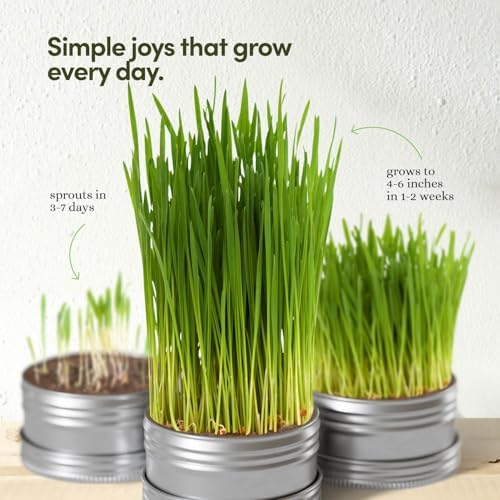 Cat Grass for Indoor Cats Kit - 3 Complete Growing Organic Planter Kits - Image 6