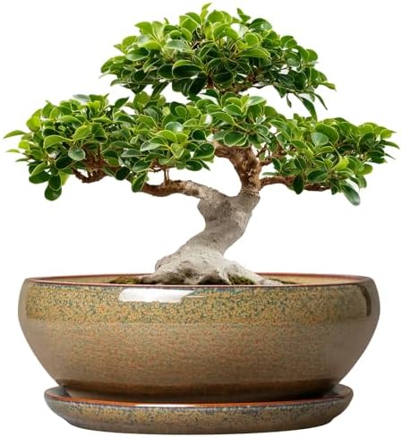 SQOWL Ceramic Bonsai Pots, 12 Inch Succulent Pots with Saucer, Brown by SQOWL