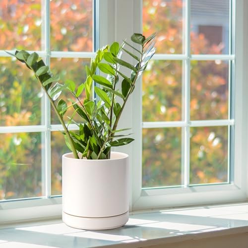 D'vine Dev 2-Pack Ceramic Pots with Saucers, Oatmeal, 6.5 in, 94-V-C-8 - Image 5