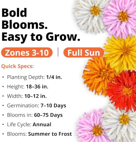 HOME GROWN Zinnia Cactus Mix 2000 Flower Seeds Zinnia elegans - Image 3