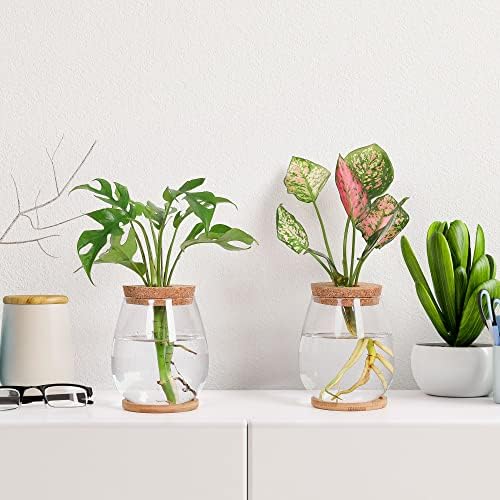 Plant Propagation Station,2 Pcs Glass Vases with Wooden Stand & Lid - Image 7