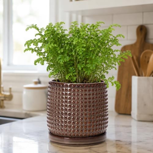 D'vine Dev Beaded Ceramic Pot with Saucer, 6 in, Stone Taupe, 27-C-X-L - Image 6