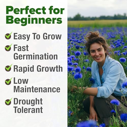 HOME GROWN Bachelor Button Seeds, Tall Blue, 6,000 Seeds, Centaurea cyanus - Image 4