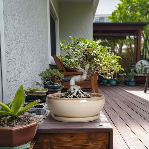 SQOWL Bonsai Tree Pots - 10 Inch Ceramic Succulent Pots, Round Shallow Planter with Drainage Hole and Tray, Bowl Planter for Indoor Outdoor Plants Flowers, Room Decor, Garden Gifts, Beige - Image 3