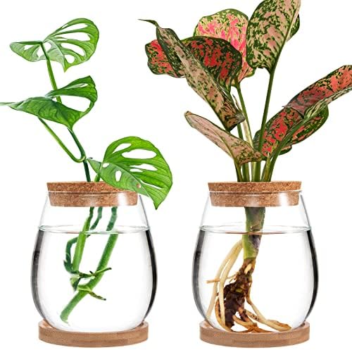 Biggun 2 Pcs Glass Plants Propagation Stations for Home Office Decor by Biggun