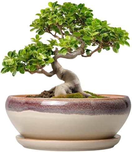 SQOWL Bonsai Tree Pots - 10 Inch Ceramic Succulent Pots, Round Shallow Planter with Drainage Hole and Tray, Bowl Planter for Indoor Outdoor Plants Flowers, Room Decor, Garden Gifts, Beige by SQOWL