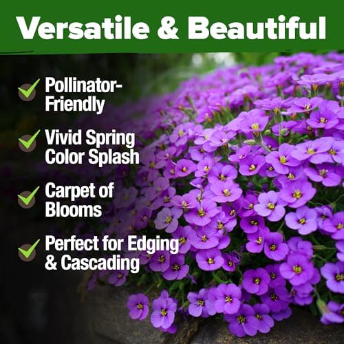 HOME GROWN Aubrieta Rock Cress Purple Seeds, 300 Seeds, Aubrieta deltoidea - Image 6