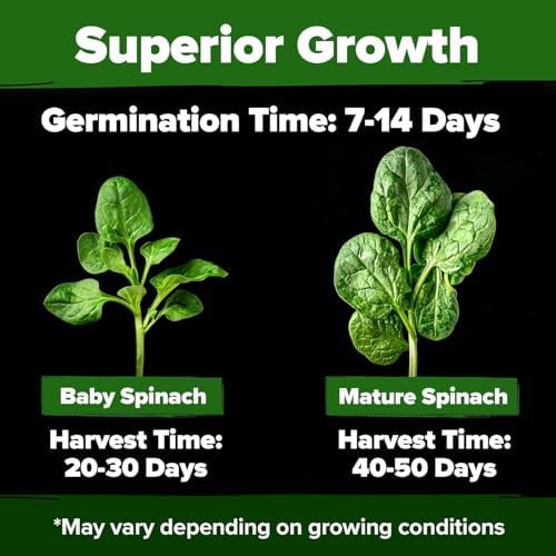 HOME GROWN Bloomsdale Spinach Seeds, 353+ Seeds, Spinacia oleracea - Image 2