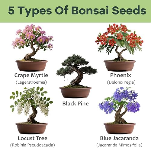 LUOJIBIE Bonsai Tree Kit for Beginners - Unique Gifts for Women, Crafts for Adults, for Women & Men,Complete Indoor Plant Kit,Easy House Plant - Image 4