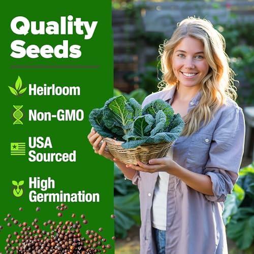 HOME GROWN Georgia Southern Collard Seeds, 300+ Seeds, Brassica oleracea - Image 3