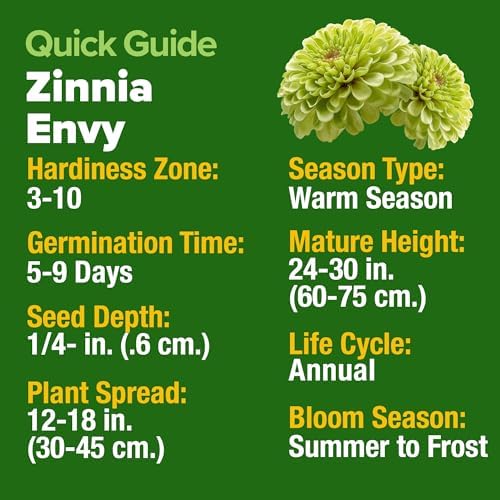 HOME GROWN Envy Zinnia 4,300 Flower Seeds 1 oz Zinnia elegans - Image 2