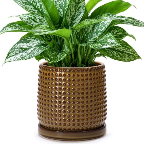 D'vine Dev Beaded Ceramic Pot with Saucer, 6 in, Olive Bronze, 27-C-X-N by DvineDevPlanterPotsandStand