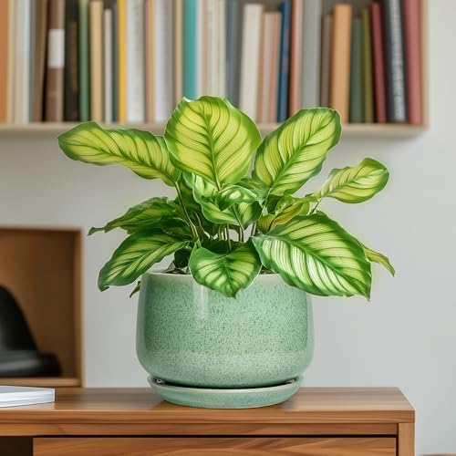 G EPGardening Ceramic Pots for Plants - 6 Inch Plant Pot with Drainage Hole and Saucer, Modern Ceramic Planter for Indoor Outdoor, Round Flower Planter, Gifts for Plants Lovers, Home Decor, Green - Image 6