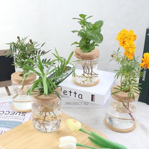 Plant Propagation Station,Hydroponic Glass Container Vase 2 Sizes Planter Propagated Jars for Desks, Houses, Garden Decorations,Home Kitchen Decorations and Gifts cu.20.5 (6pcs) - Image 5