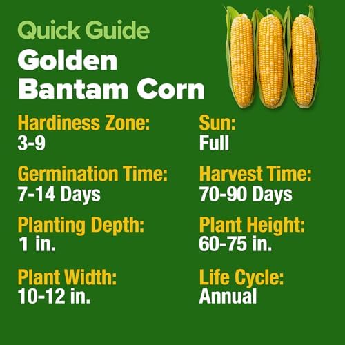 HOME GROWN Golden Bantam Sweet Corn Seeds, 100+ Seeds, Zea mays - Image 4