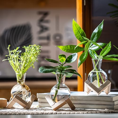 Propagation Stations, Propagation vases with Wooden Stand, Small Tabletop Glass Bulb Vases for Hydroponics Plant Propagation Station Home Office Decoration, Gift for Women Plant Lovers (6) - Image 4