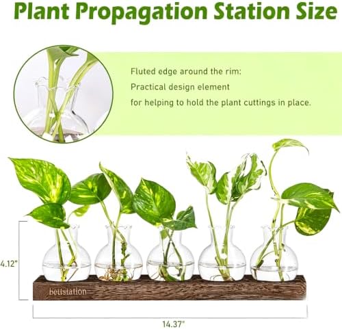 Plant Propagation Station, Plants Terrarium with Wooden Stand - Image 3