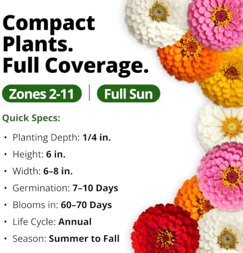 HOME GROWN Thumbelina Zinnia 3,000 Flower Seeds Zinnia elegans - Image 3