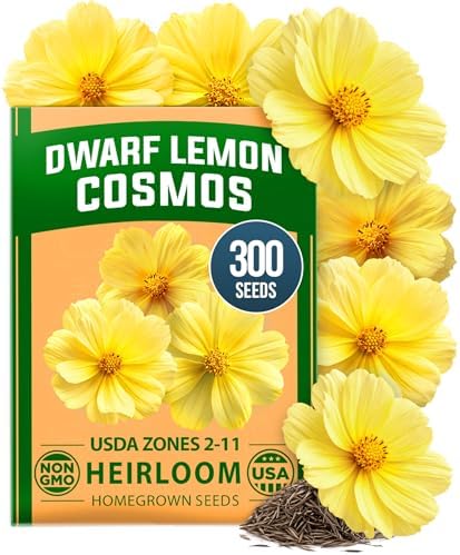 HOME GROWN Cosmos Seeds, Dwarf Lemon, 300 Seeds, Cosmos sulphureus by HOMEGROWN