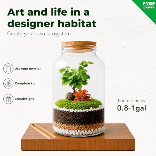 DIY Terrarium Kit for Plants – Build a Self‑Sustaining Closed Ecosystem – Supplies for Up to 1 Gal (3-5 Liter) Glass Jar – Succulents, Air Plants (Tillandsia), Fern (XL) - Image 2