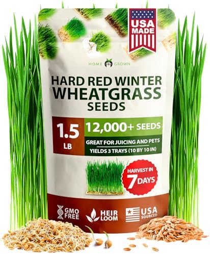 HOME GROWN Hard Red Winter Wheatgrass 12,000 Seeds 1.5 lb Triticum aestivum by HOMEGROWN