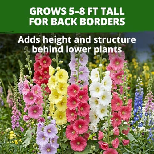HOME GROWN Hollyhock Single Mix 3000 Flower Seeds 1 oz - Image 2