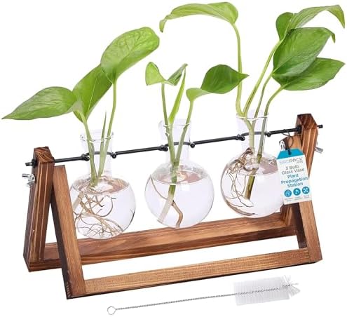 BIRDROCK HOME Plant Propagation Station | 3 Bulb Vase with Wooden Stand Terrarium | Great Gift Idea for the Home Office Garden | Hydroponics Plants by BIRDROCKHOME