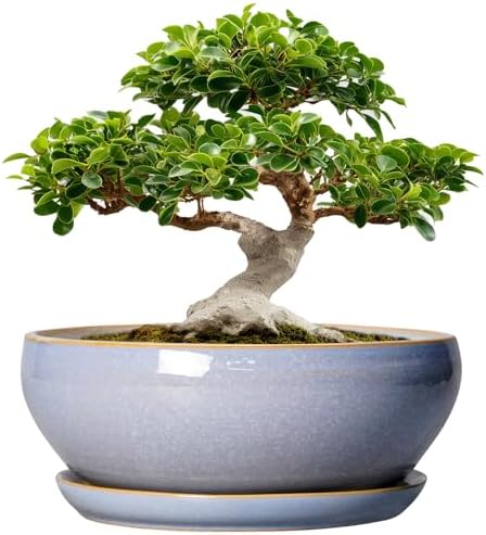 SQOWL 12 Inch Bonsai Pots - Shallow Ceramic Planter for Indoor Plants Outdoor, Large Succulent Pots with Drainage Hole and Saucer, Round Planter Bowl, Porch Decor, Gifts for Plant Lover, Blue by SQOWL