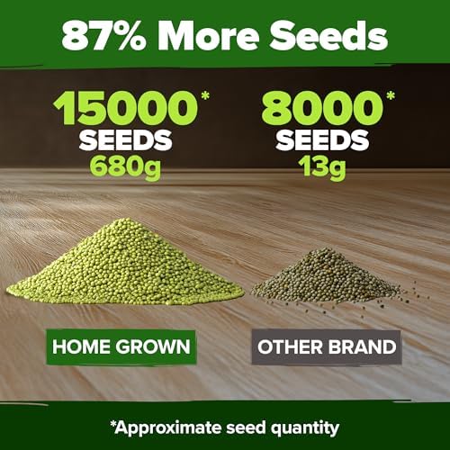 HOME GROWN Mung Bean 15,000+ Sprouting Seeds 1.5 lb Vigna Radiata - Image 3