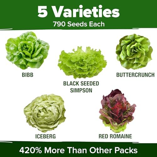 HOME GROWN Lettuce Seeds 5 Variety Mix 3950+ Bulk Pack (Lactuca Sativa) - Image 3