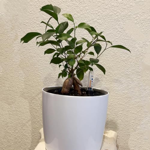 KINJOEK 5 Packs 7 Inch Self Watering Pot with Water Level Indicator, Modern Garden Decorative White Flower Pot, Flowers, African Violets, Succulents, White - Image 6