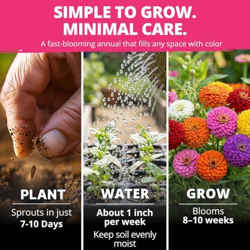 HOME GROWN Zinnia Seeds, Lilliput Mix, 2,500 Seeds, Zinnia elegans - Image 2