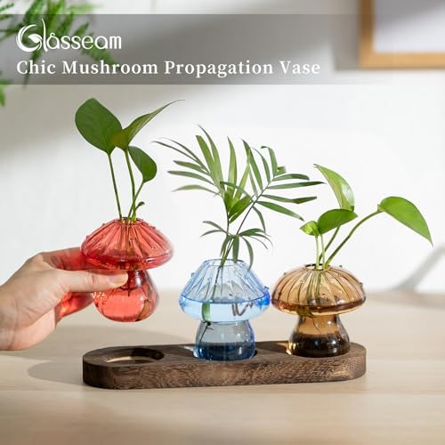 Glasseam 3Pcs Mushroom Propagation Station: Glass Terrarium Jar for Plants - Image 4