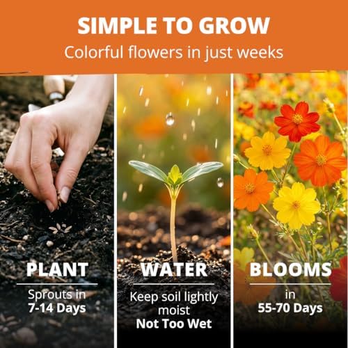 HOME GROWN Cosmos Bright Lights Mix 2500 Flower Seeds Cosmos sulphureus - Image 3