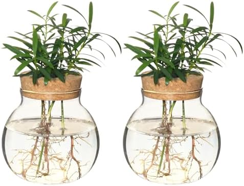 Plant Propagation Station,Hydroponic Terrarium Vase,Desktop Glass Planter Station,for Houses,Garden Decorations,ropagating Hydroponic Plants,Centerpiece Office,Home Garden Decor (2) by wangsdjy