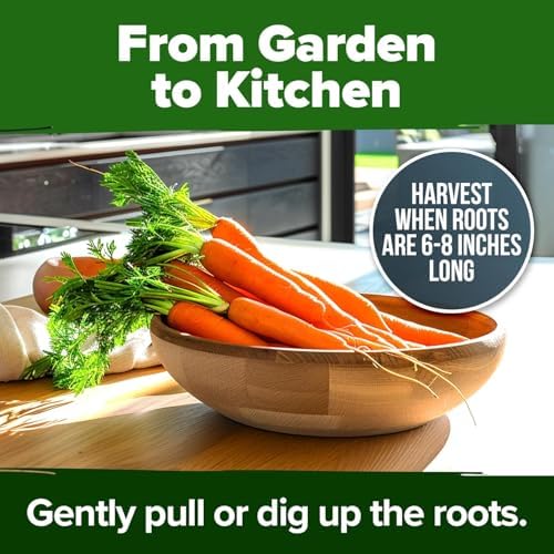 HOME GROWN Tendersweet Carrot Seeds, 3,000+ Seeds, Daucus carota sativus - Image 7