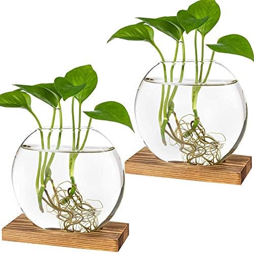 Kingbuy Round Glass Desktop Planter with Wooden Stand - Propagation Station for Small Hydroponic Plants, Spider Plants, Pothos, Lucky Bamboo - Terrarium Vase for Home Office Decor, 2-Pack, Brown by Kingbuy