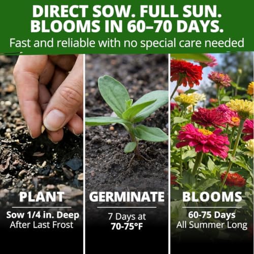HOME GROWN State Fair Zinnia Seeds (Zinnia Elegans) – 1,000 Flower Seeds for Planting 2026, 7.5g Bulk, Beds, Borders, Cottage Garden, Pollinator Friendly, Large Double Blooms - Image 4