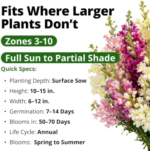 HOME GROWN Fairy Snapdragon Seeds, 7,000 Seeds, Linaria maroccana - Image 3