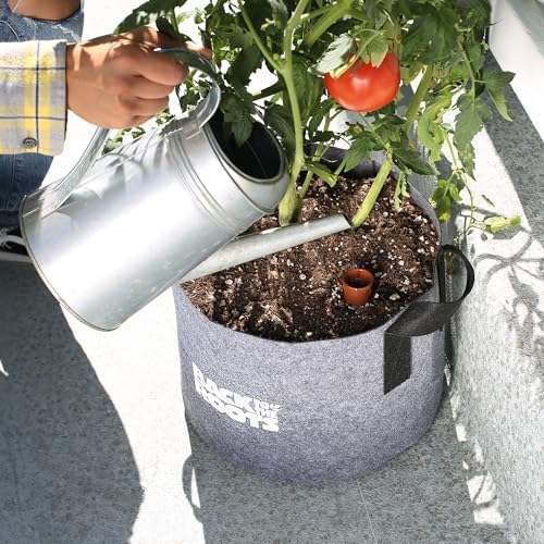 Back to the Roots Self-Watering Terracotta Olla Pot (Pack of 3), 700mL Provides 1 Week of Precision Watering - Image 6