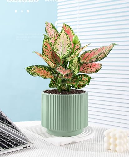 Ceramic 4.9+6.3 inch Planters, Modern Home and Office Flowerpot, Indoor and Outdoor Flowerpot with Drainage Hole (Green) - Image 3