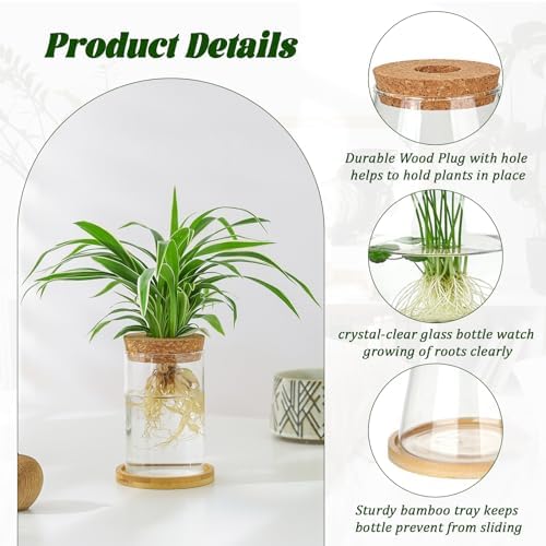 6 Pcs Plants Propagation Stations Glass Planter Terrariums with Wooden Lid and Bamboo Stand Desktop Propagation Vases Jars for Plant Growing Hydroponic Home Office Tabletop Garden Decoration - Image 3