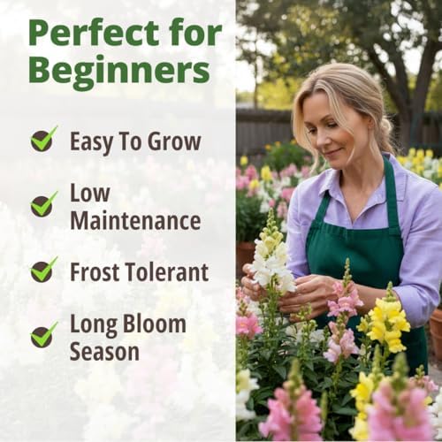 HOME GROWN Northern Lights Snapdragon 10,000 Flower Seeds Antirrhinum majus - Image 4